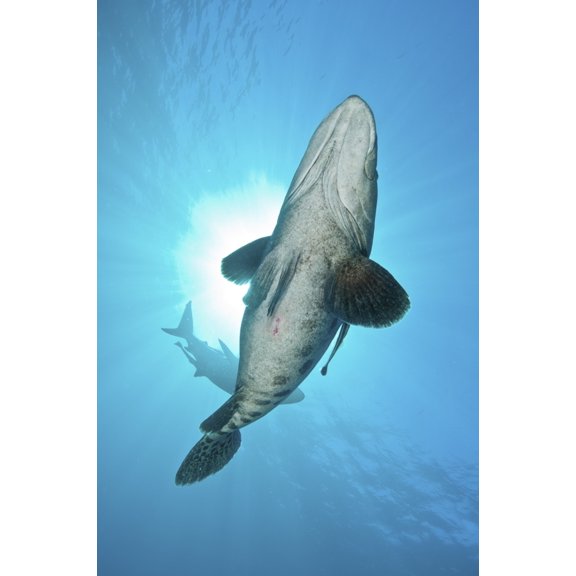 A large potato cod with oceanic blacktip shark in background Canvas Art - Mathieu MeurStocktrek Images (23 x 34)