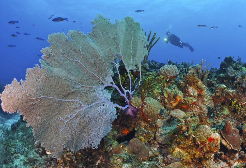 A large purple sea fan on Caribbean reef Canvas Art - Karen DoodyStocktrek Images (17 x 12)