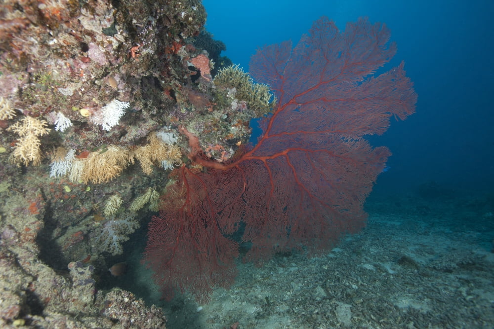 A large red gorgonian sea fan Beqa Lagoon Fiji Canvas Art - Terry MooreStocktrek Images (35 x 23)