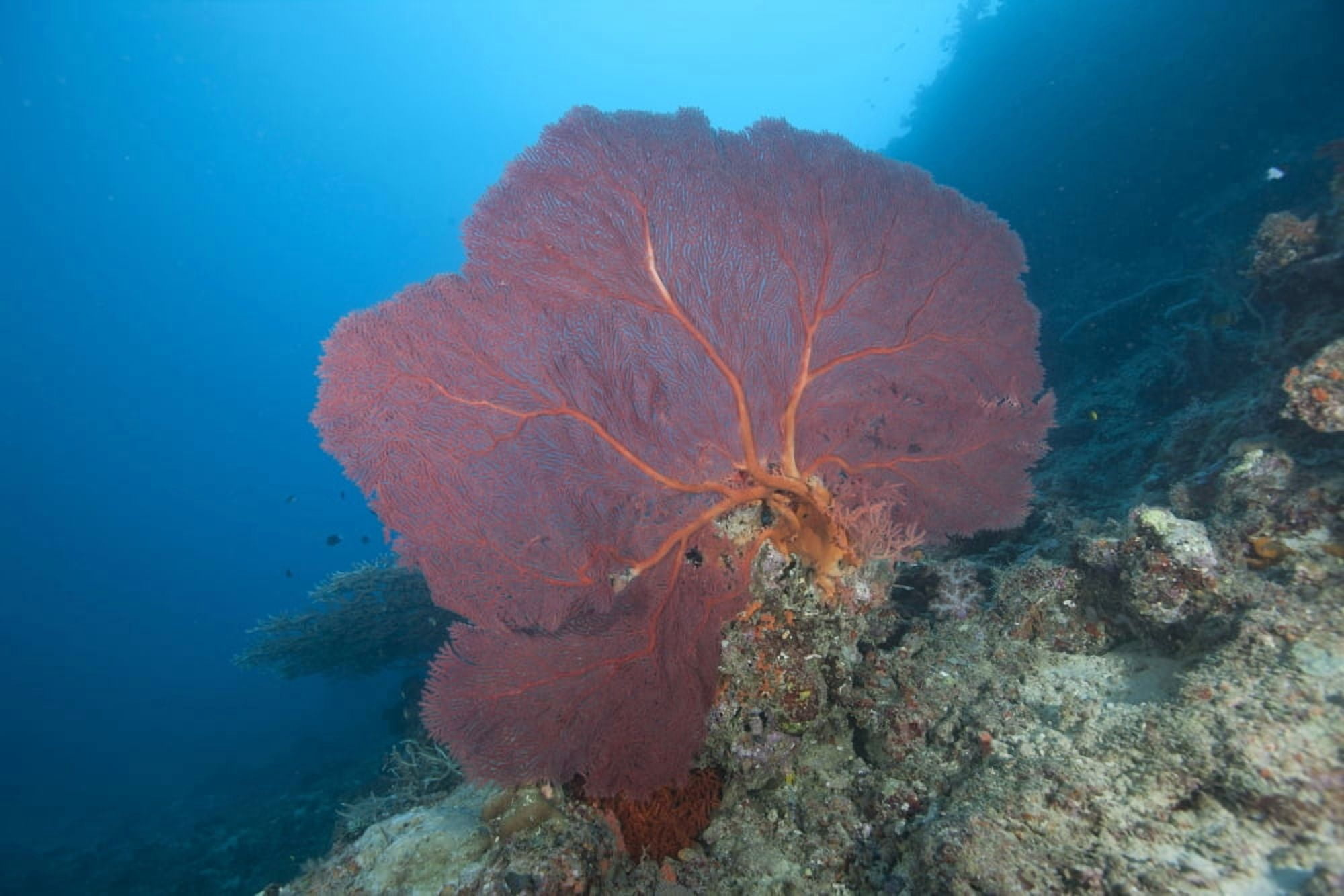 A large red gorgonian sea fan Beqa Lagoon Fiji Canvas Art - Terry MooreStocktrek Images (35 x 23)