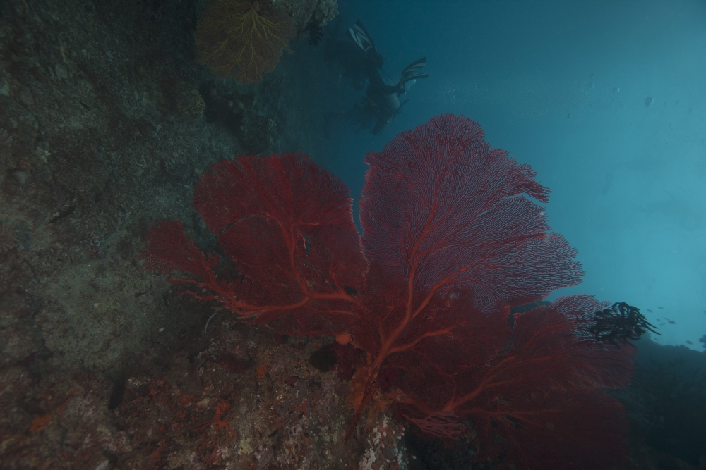 A large red gorgonian sea fan Beqa Lagoon Fiji Canvas Art - Terry MooreStocktrek Images (35 x 23)