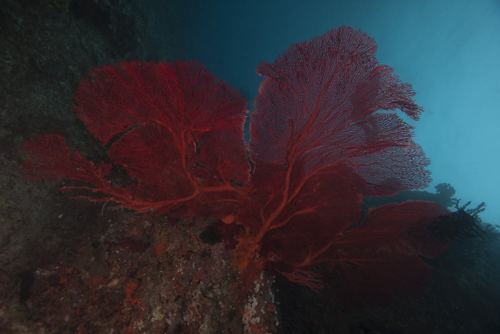 A large red gorgonian sea fan Beqa Lagoon Fiji Canvas Art - Terry MooreStocktrek Images (35 x 23)