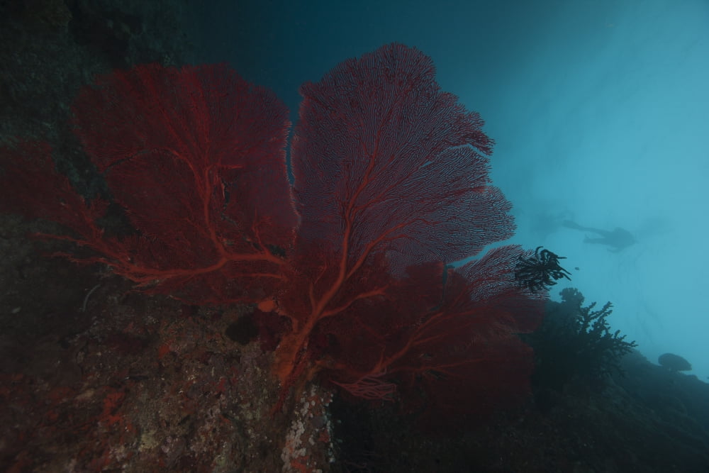 A large red gorgonian sea fan and black crinoid Fiji Canvas Art - Terry MooreStocktrek Images (35 x 23)