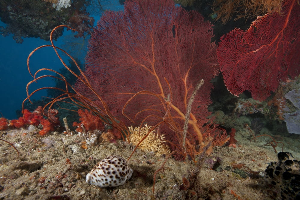 A large red gorgonian sea fan and tiger cowrie in waters off Fiji Canvas Art - Terry MooreStocktrek Images (18 x 12)