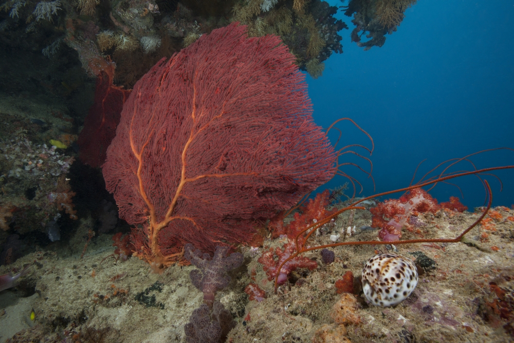 A large red gorgonian sea fan and tiger cowrie in waters off Fiji Canvas Art - Terry MooreStocktrek Images (35 x 23)