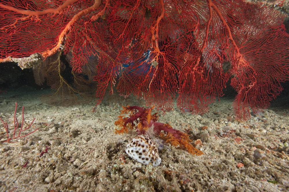 A large red gorgonian sea fan and tiger cowrie in waters off Fiji Canvas Art - Terry MooreStocktrek Images (35 x 23)