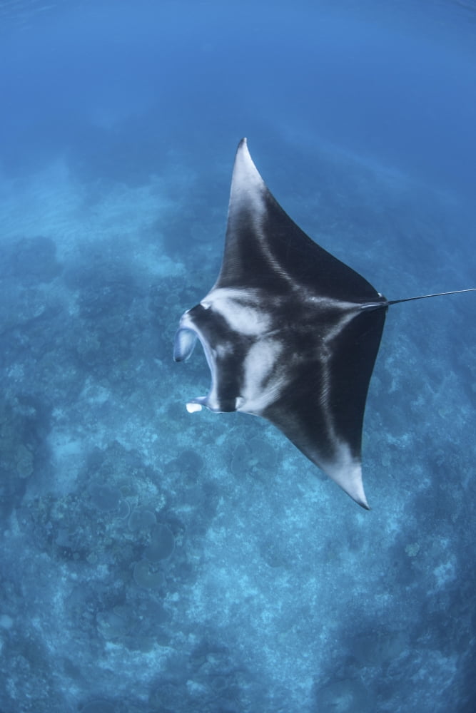 A large reef manta ray swims through clear water in Raja Ampat Canvas Art - Ethan DanielsStocktrek Images (12 x 17)