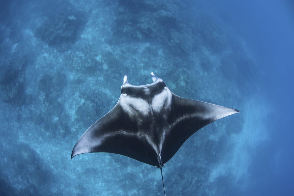 A large reef manta ray swims through clear water in Raja Ampat Canvas Art - Ethan DanielsStocktrek Images (34 x 23)