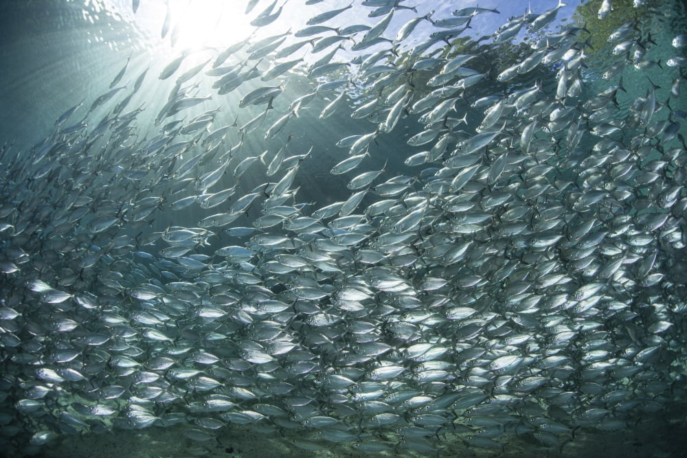 A large school of scad in the Solomon Islands Canvas Art - Ethan DanielsStocktrek Images (17 x 12)
