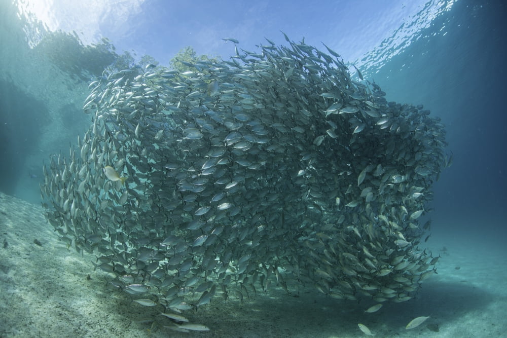 A large school of scad in the Solomon Islands Canvas Art - Ethan DanielsStocktrek Images (17 x 12)