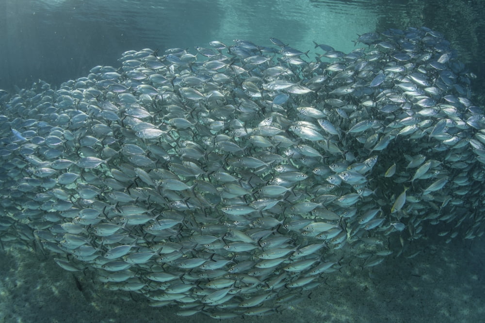 A large school of scad in the Solomon Islands Canvas Art - Ethan DanielsStocktrek Images (34 x 23)
