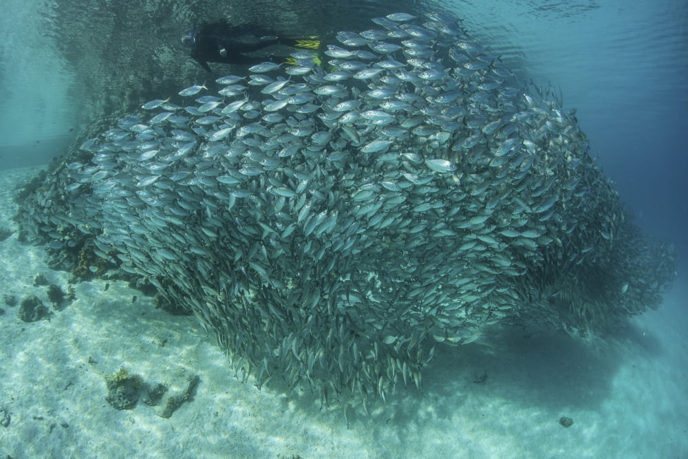 A large school of scad in the Solomon Islands Canvas Art - Ethan DanielsStocktrek Images (34 x 23)