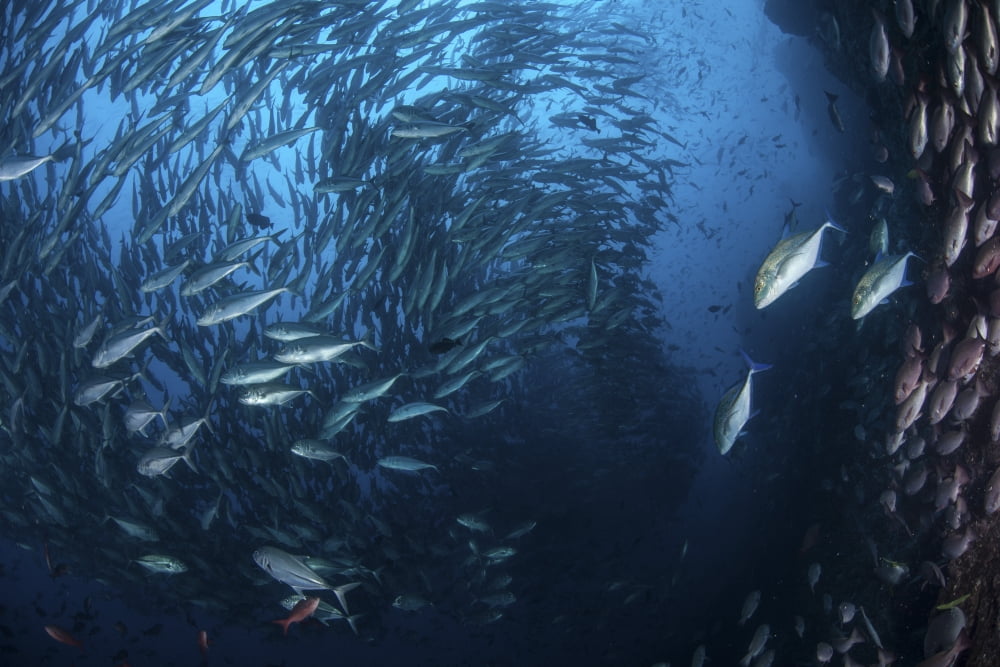 A large school of trevally near Cocos Island Costa Rica Canvas Art - Ethan DanielsStocktrek Images (17 x 12)
