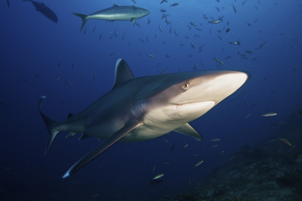 A large silvertip shark Fiji Canvas Art - Terry MooreStocktrek Images (18 x 12)