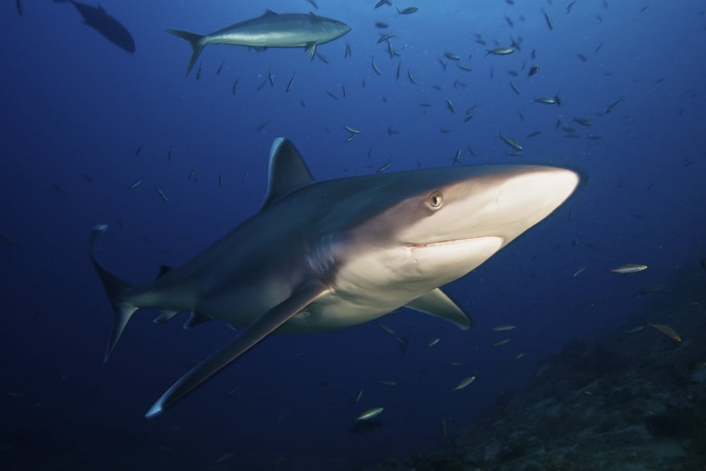 A large silvertip shark Fiji Canvas Art - Terry MooreStocktrek Images (35 x 23)