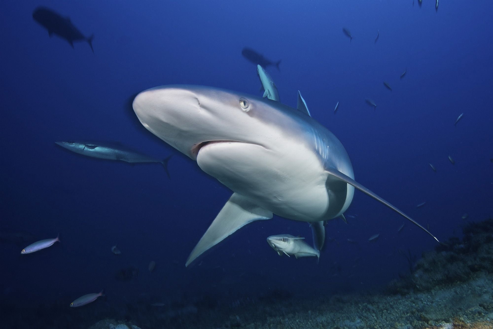A large silvertip shark Fiji Canvas Art - Terry MooreStocktrek Images (35 x 23)