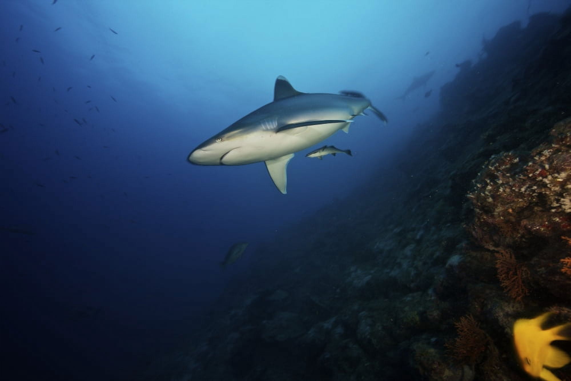 A large silvertip shark on a deep reef in Fiji Canvas Art - Terry MooreStocktrek Images (18 x 12)