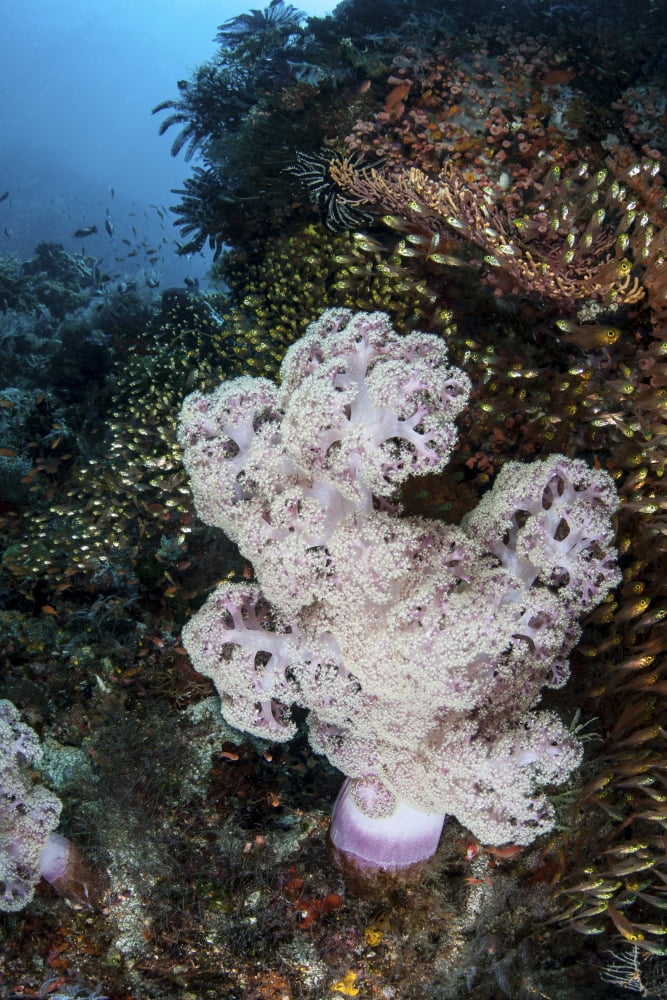 A large soft coral colony grows on a reef slope in Indonesia Canvas Art - Ethan DanielsStocktrek Images (23 x 34)