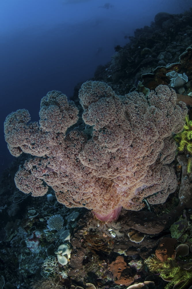 A large soft coral colony grows on a reef slope in Indonesia Canvas Art - Ethan DanielsStocktrek Images (23 x 34)