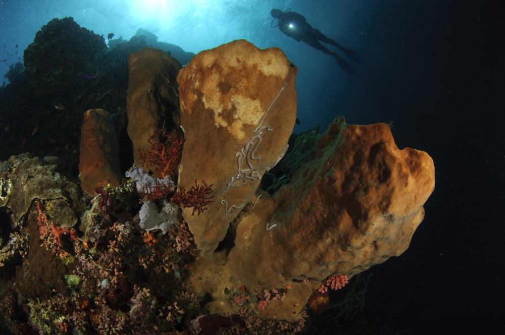 A large sponge with diver in the background Gorontalo Sulawesi Indonesia Canvas Art - Steve JonesStocktrek Images (18 x 12)