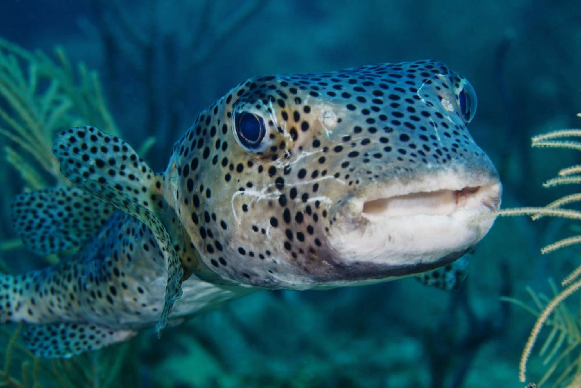 A large spotted pufferfish Canvas Art - Michael WoodStocktrek Images (18 x 12)