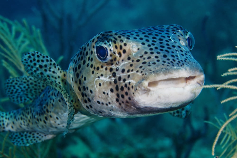 A large spotted pufferfish Canvas Art - Michael WoodStocktrek Images (35 x 23)