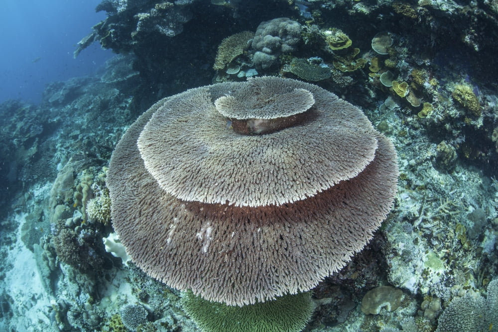 A large table coral grows on a reef in Raja Ampat Indonesia Canvas Art - Ethan DanielsStocktrek Images (34 x 23)