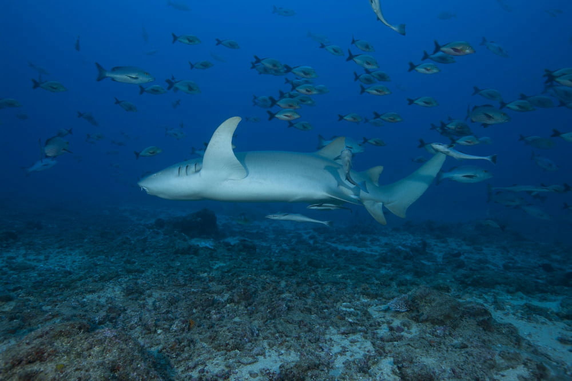 A large tawny nurse shark on a deep Fijian reef Canvas Art - Terry MooreStocktrek Images (18 x 12)