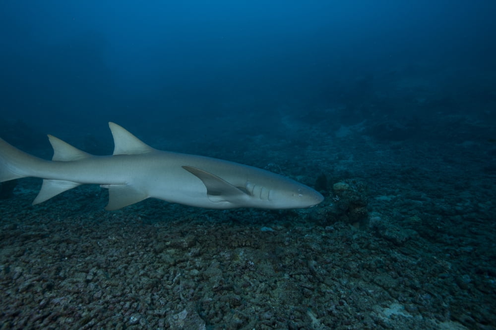 A large tawny nurse shark on a deep Fijian reef Canvas Art - Terry MooreStocktrek Images (35 x 23)