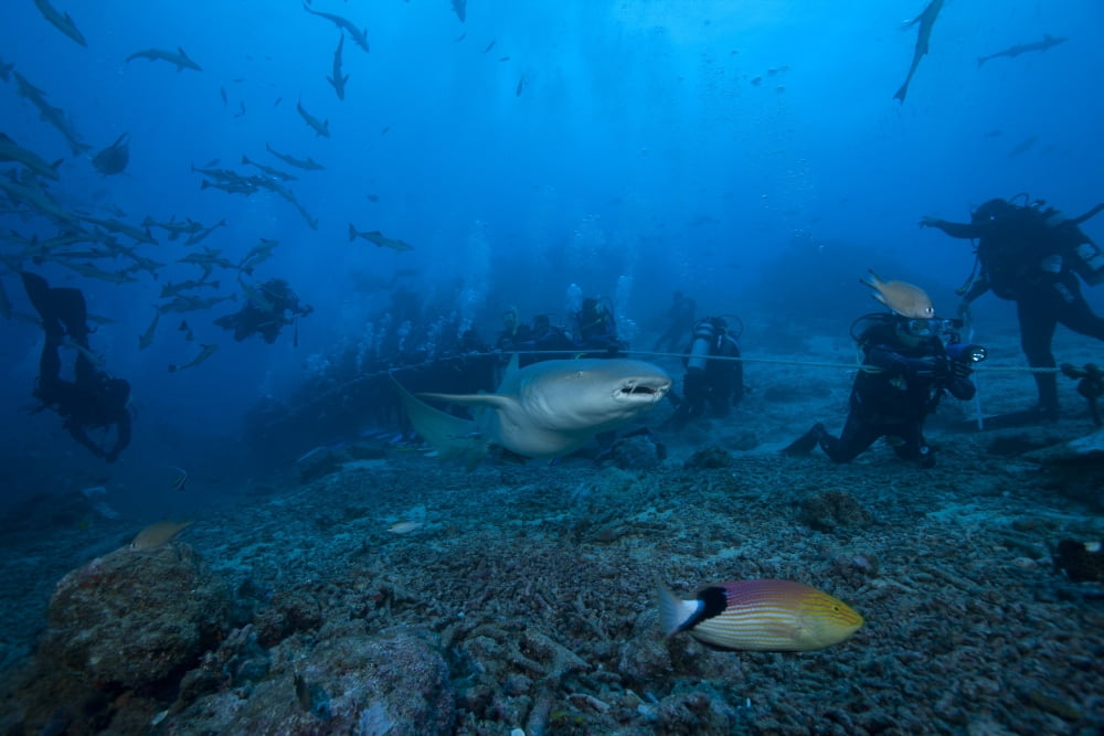 A large tawny nurse shark swims past divers at The Bistro dive site in Fiji Canvas Art - Terry MooreStocktrek Images (35 x 23)