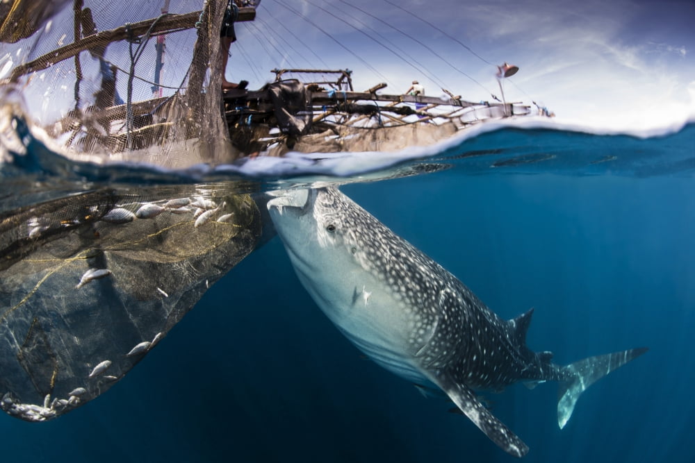 A large whale shark siphoning water from under a bagan in Indonesia Canvas Art - Mathieu MeurStocktrek Images (17 x 12)