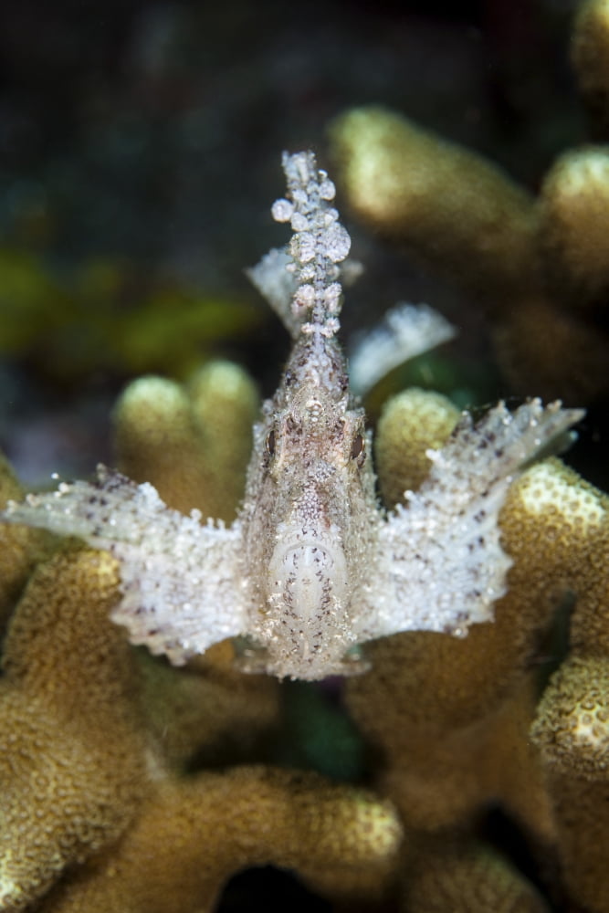 A leaf scorpionfish on a reef in Komodo National Park Indonesia Canvas Art - Ethan DanielsStocktrek Images (12 x 17)