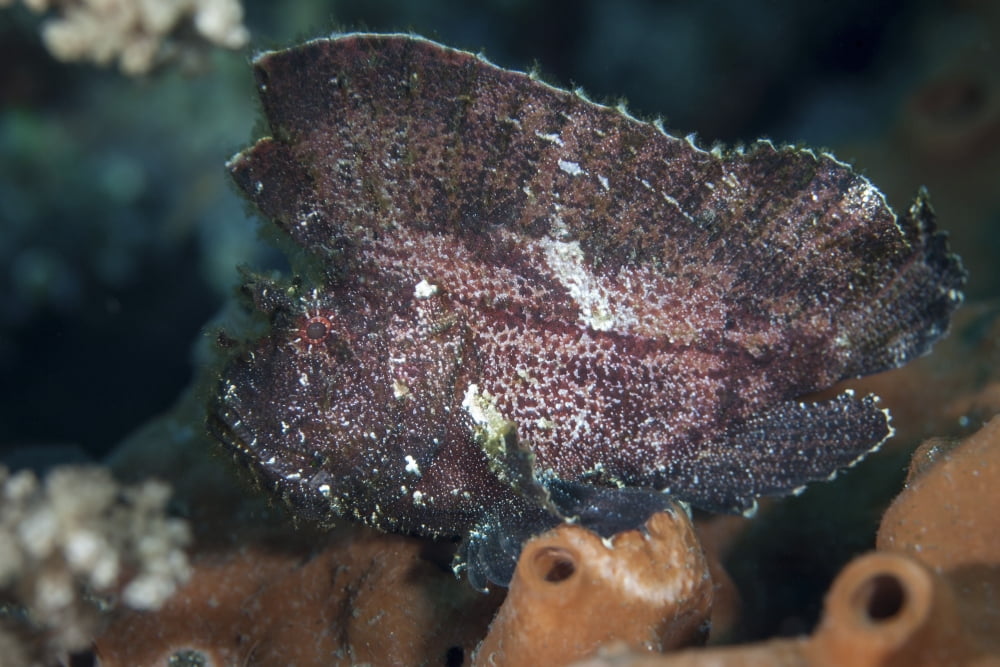 A leaf scorpionfish on a reef in Komodo National Park Indonesia Canvas Art - Ethan DanielsStocktrek Images (17 x 12)