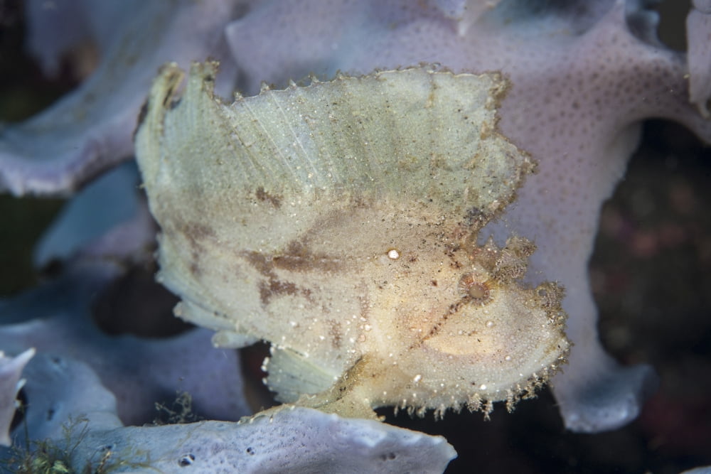 A leaf scorpionfish on a reef in Komodo National Park Indonesia Canvas Art - Ethan DanielsStocktrek Images (34 x 23)