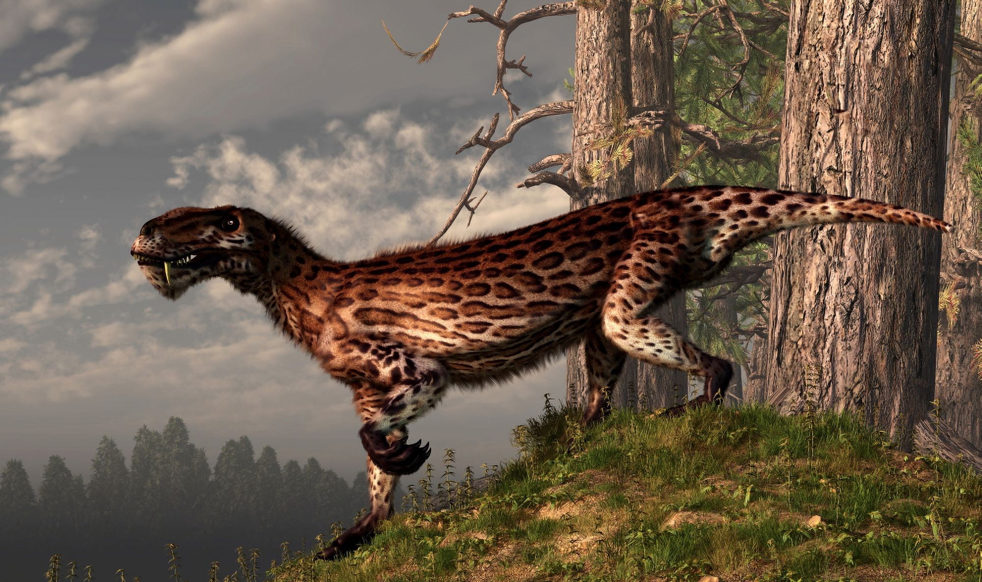 A leopard coated Lycaenops hunts among a forest Canvas Art - Daniel EskridgeStocktrek Images (37 x 22)