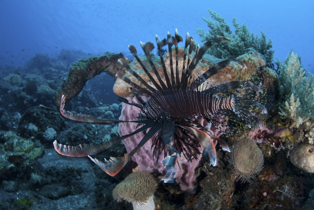 A lionfish displays its venomous spines Canvas Art - Ethan DanielsStocktrek Images (17 x 12)