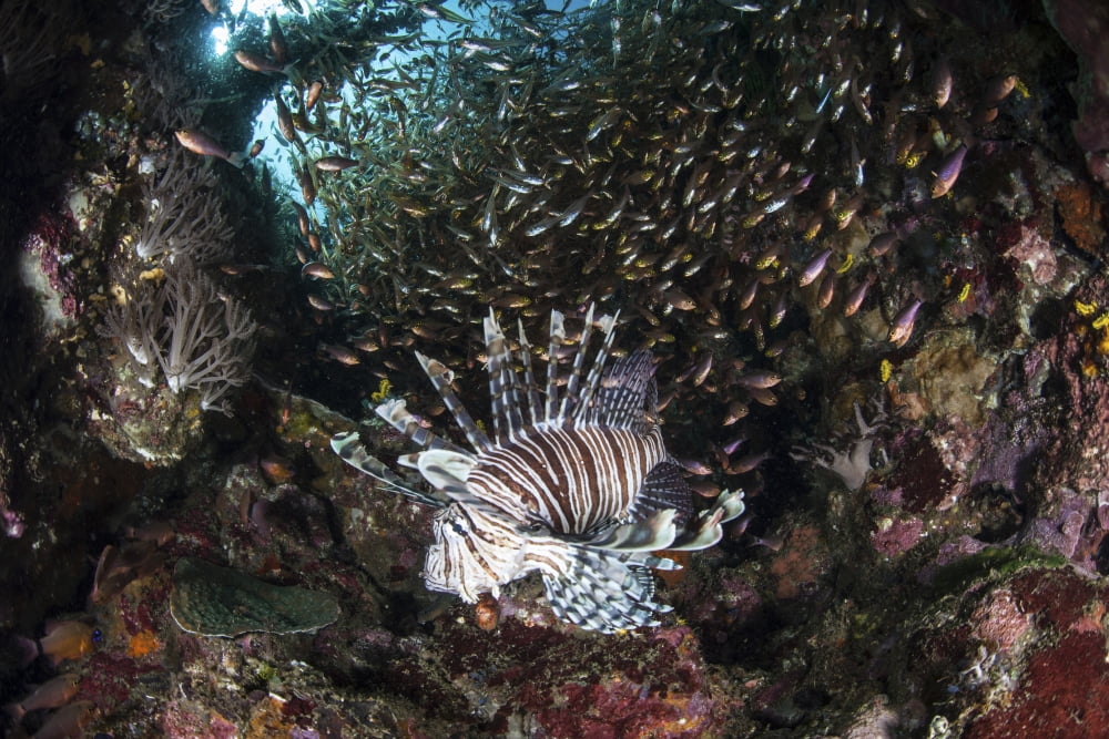 A lionfish hunts for prey on a colorful coral reef Canvas Art - Ethan DanielsStocktrek Images (34 x 23)