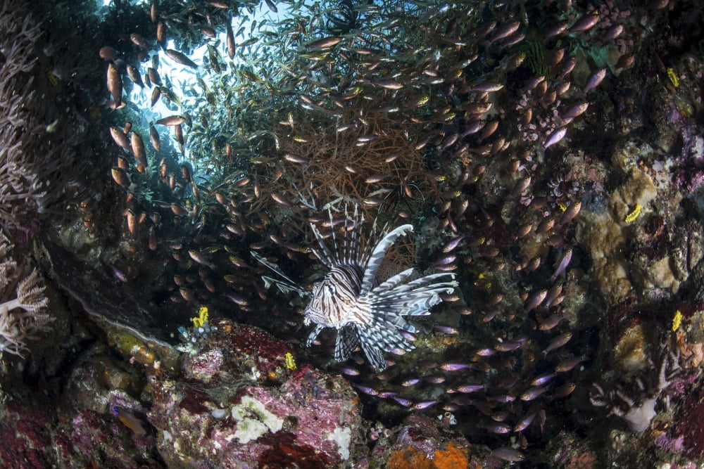 A lionfish hunts for prey on a colorful coral reef Canvas Art - Ethan DanielsStocktrek Images (34 x 23)
