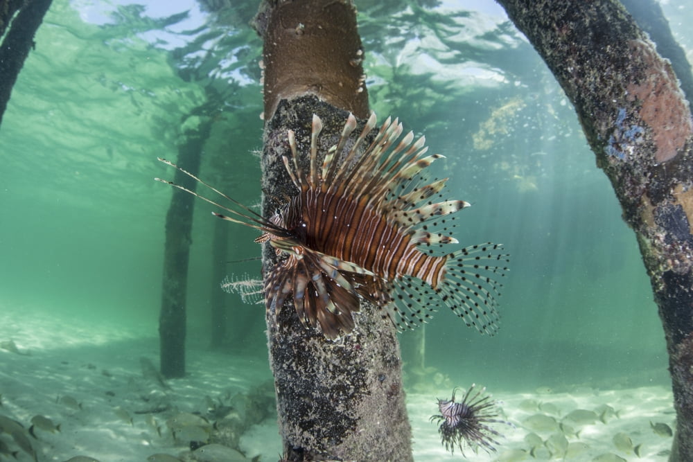 A lionfish swims beneath a pier off the coast of Belize Canvas Art - Ethan DanielsStocktrek Images (17 x 12)