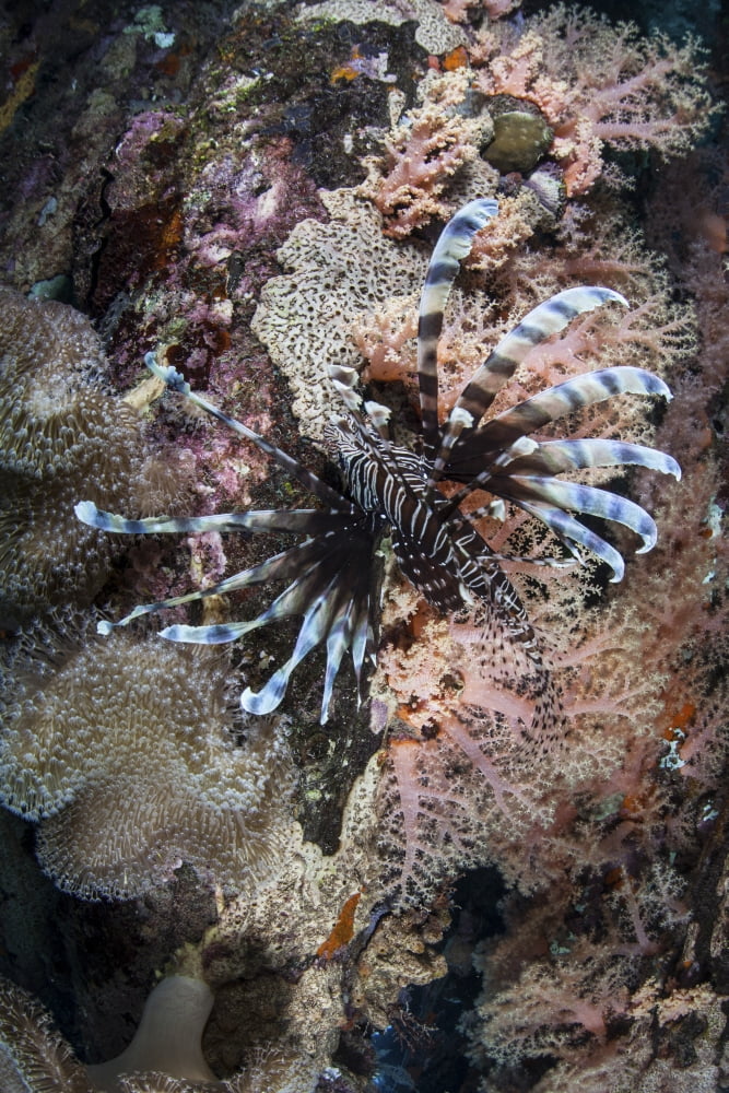 A lionfish swims on a colorful reef in the Solomon Islands Canvas Art - Ethan DanielsStocktrek Images (12 x 17)
