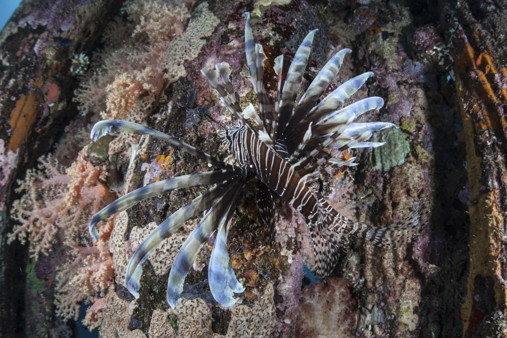 A lionfish swims on a colorful reef in the Solomon Islands Canvas Art - Ethan DanielsStocktrek Images (17 x 12)