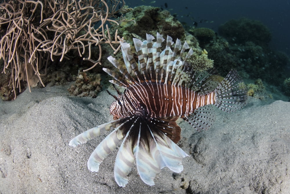 A lionfish swims on a reef in Komodo National Park Indonesia Canvas Art - Ethan DanielsStocktrek Images (34 x 23)