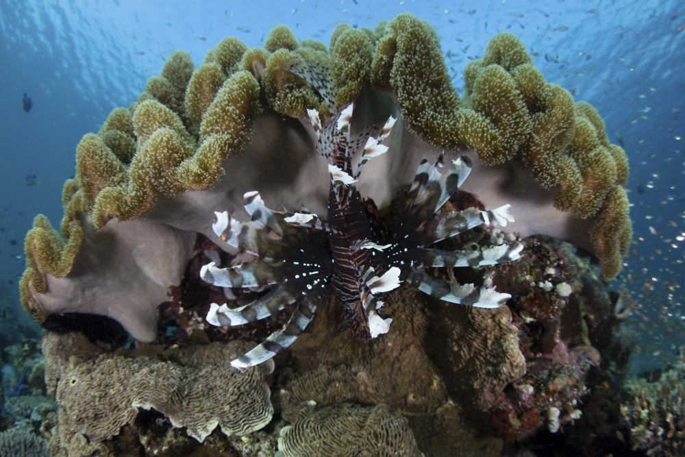 A lionfish swims on a reef in Komodo National Park Indonesia Canvas Art - Ethan DanielsStocktrek Images (34 x 23)