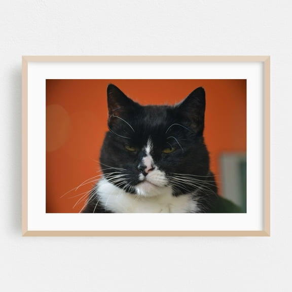 A little grumpy cat - Photography Cat Animal Portrait Humor Black and White Moody Oak Framed Wall Art Print 12 x 18 inches