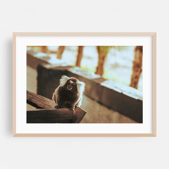 A little monkey - Brazil Photography Animal Wildlife Nature Forest Tropical Jungle Woodland Oak Framed Wall Art Print 24 x 36 inches