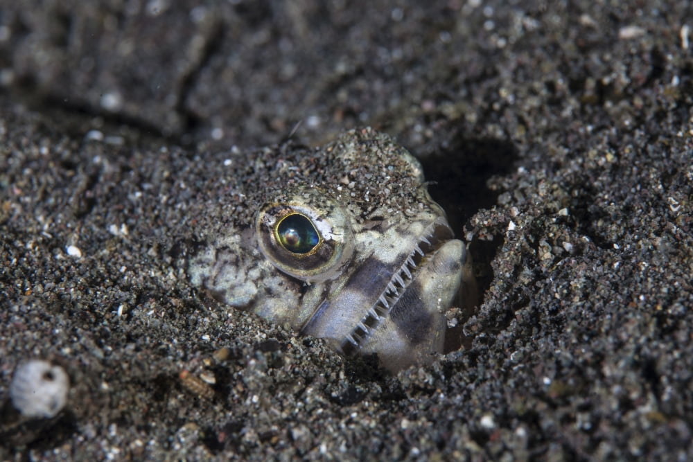 A lizardfish lays in sand in Komodo National Park Indonesia Canvas Art - Ethan DanielsStocktrek Images (17 x 12)