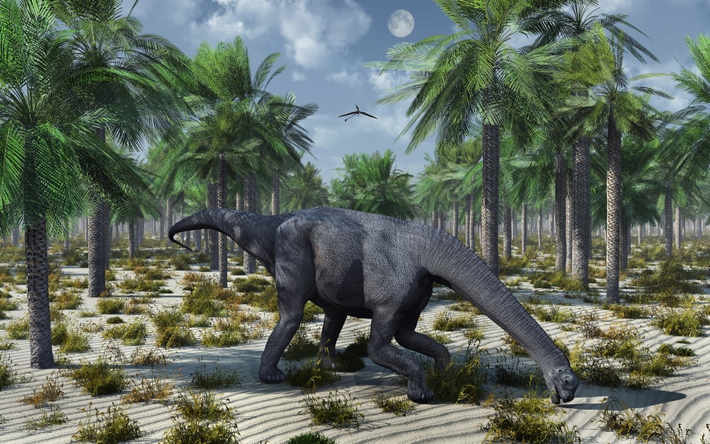 A lone Camarasaurus sauropod dinosaur grazing Canvas Art - Mark StevensonStocktrek Images (18 x 12)