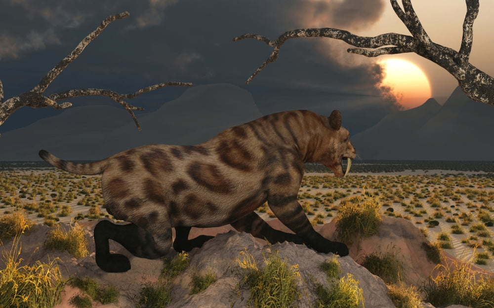 A lone Sabre Tooth Tiger observes the landscape for its next meal Canvas Art - Mark StevensonStocktrek Images (36 x 23)