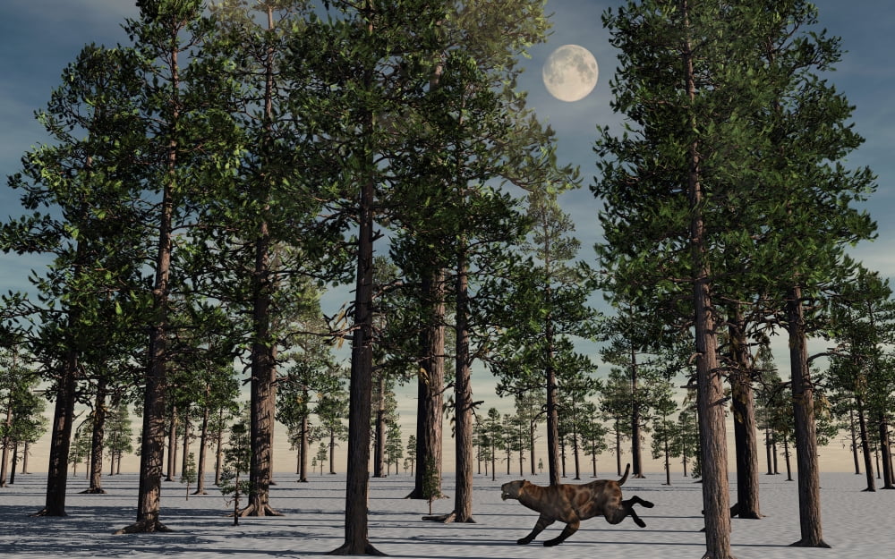 A lone Sabre-Tooth Tiger running through a snow covered forest Canvas Art - Mark StevensonStocktrek Images (18 x 12)