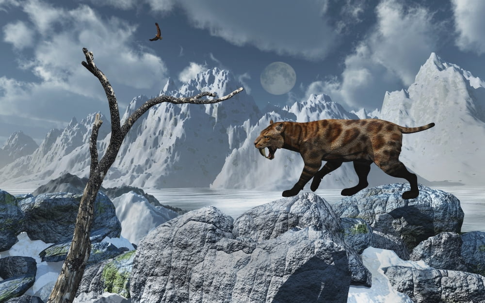 A lone Sabre-Toothed Tiger in a cold Pleistocene winter landscape Canvas Art - Mark StevensonStocktrek Images (18 x 12)